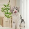 Lovelyshop Pet Series Purple Gemstone Tiara for Dogs/Cats view 2
