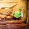 Reptile Suction Cup Feeding Station view 2