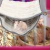 BESPORTBLE Hamster Hammock view 4
