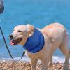 Cooling Scarf for Dogs view 3