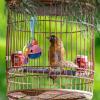 Bexdug Birdcage Bell Toy - 2 Pack view 2