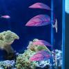 Betta Fish Leaves for Small Aquariums view 3