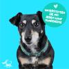 Dog with a Mission Boho Juan Dog Collar, Size S, Blue & Turquoise, Genuine Leather view 2