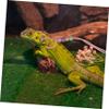 BESPORTBLE Adjustable Reptile Leash for Lizards and Small Pets view 4