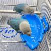 Qutalmi Parakeet Bathing Tub view 4