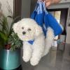 Blue Dream Island Pet Grooming Hammock, Size S, Khaki view 3