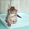 PrimaCat - Hygienic, Odor-Neutral Cat Litter, Long-Lasting Clay, 5 L (4 kg) view 4
