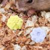 Hamster Chew Toy for Teeth view 3