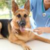 Ungtyb Pet Tooth Cleaner view 3