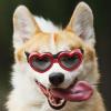 Heart Dog Sunglasses view 3