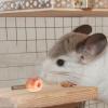 Zuasdvnk Hamster Tooth Grinding Block view 2
