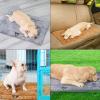 Plush Winter Pet Bed Mat for Dogs and Cats view 2