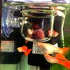 SUCHUANGUANG Aquarium Feeder with Suction Cup - 2 Pack view 2