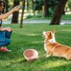 Xvilmaun Foldable Silicone Dog Bowl view 3