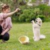 Foldable Travel Dog Bowl view 3