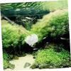 BESPORTBLE Shrimp Catching Net for Aquarium view 2