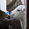Lamb Feeding Bottle view 3