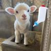 Lamb Feeding Bottle view 4