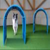 Callieway BOLO-des Alpes Hoopers Tunnel Twin Pack, Bottomless & Stable | 2 x 1 m | Aluminum Frame & UV-Resistant | Dog Agility Training | Blue view 2