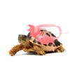 BCOATH Adjustable Turtle Harness and Leash Set view 3