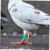 Kisangel Competition Supplies Pigeon Shrink Wrap view 2