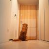 Transparent Anti-Scratch Door Protector for Dogs and Cats view 3
