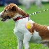 Silicone Dog Ball Holder for Belt and Leash view 2