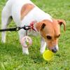 Silicone Dog Ball Holder for Belt and Leash view 3