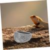BCOATH Reptile Feeding Bowl view 2