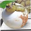 Happyyami 8-Piece Reptile Heating Mats with Reflective Insulation Pads for Terrariums view 4