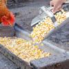Rkbcjqa 2-Piece Metal Feed/Grain Scoop Set for Livestock, 2 Sizes, Sturdy and Stackable, for Horses, Gardens, and Farms view 4