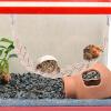 Reptile Vine Toy, Hermit Crab Toy view 3