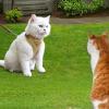Cat Harness and Leash Set view 3