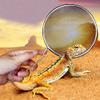 ChengyuWei Stainless Steel Reptile Sand Substrate Scoop view 3