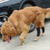 Adjustable Dog Elbow Protectors view 2