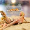 itrimaka Reptile Feeding Bowl with Suction Cup view 2