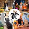 Glowing Funny Spooky Skull Skeleton Dog Costume for Halloween view 4