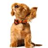 Kisangel 12-Piece Halloween Bow Tie Set for Pets view 2