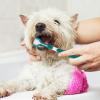 Pet Toothbrush with Soft Bristles view 3