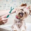 Pet Toothbrush with Soft Bristles view 4