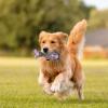 Funny Latex Chew Toy for Dogs view 2