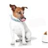BESPORTBLE Decorative Pet Collar with Half Metal Buckle view 3