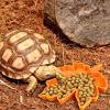 Reptile Feeding Bowl view 3