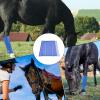 Horse Boots 4-Piece Set | Reusable Leg Wraps | Fly Boots view 4
