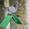 10-Pack Plastic Pigeon Perches for Pigeons and Other Birds view 2