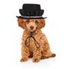 HAPINARY Adjustable Black Fabric Bowler Hat for Cats view 3