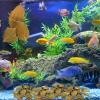 Aquarium Leaf Decor, Quinoa Leaves for Betta Tank, 5 - 9 cm view 2