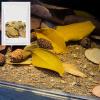 Aquarium Leaf Decor, Quinoa Leaves for Betta Tank, 5 - 9 cm view 3