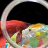 Genrico Aquarium Magnifying Glass, Acrylic Fish Tank Viewer, Magnifier for Small Details view 4