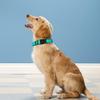 LZGOPE Reflective Dog Collar, Adjustable Neoprene Padded Nylon for Medium Dogs, Cyan, L view 2